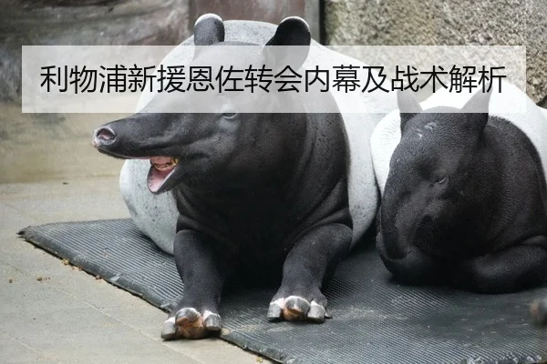 利物浦新援恩佐转会内幕及战术解析